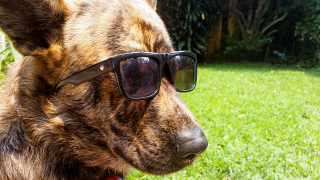 Can These Sunglasses Make You Happy?